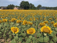 zonnebloemen6.jpg