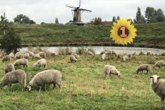 schapen.jpg