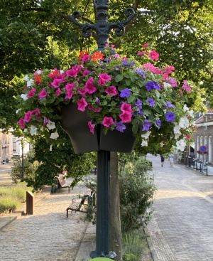 hanging%20basket%20RdT.jpg hanging%20basket%20RdT.jpg